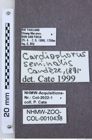 Etikette zu Cardiophorus seminalis (NHMW-ZOO-COL-0010438)